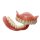 Flexcera Smile (Denture Bases Material 3D Printing)